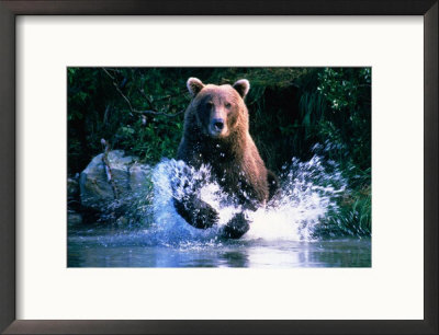 Grizzly Bear Running In Kinak Bay, Katmai National Park, U.S.A. by Mark Newman Pricing Limited Edition Print image