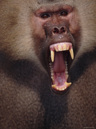 Hamadryas Baboon Male Threat Display, Baring Teeth by Anup Shah Pricing Limited Edition Print image