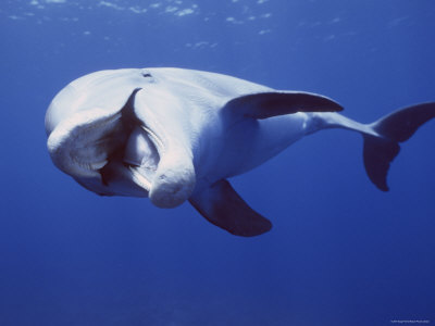 Bottlenose Dolphin Open Mouth Threat Display, Turks And Caicos by Doug Perrine Pricing Limited Edition Print image