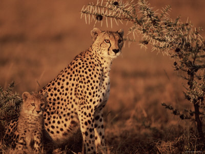 Cheetah Female And Cub, Masai Mara, Kenya by Anup Shah Pricing Limited Edition Print image