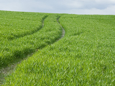 Grassy Hillside With Curving Wheel Tracks Running Through It, France by Stephen Sharnoff Pricing Limited Edition Print image