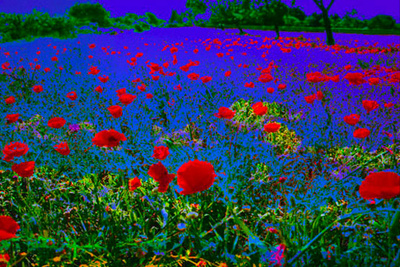Poppy Field by Norbert Schäfer Pricing Limited Edition Print image