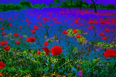 Poppy Field by Norbert Schafer Pricing Limited Edition Print image