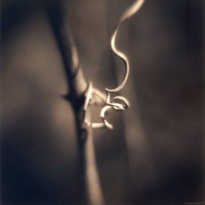 Twisting Vine by Jennifer Shaw Pricing Limited Edition Print image