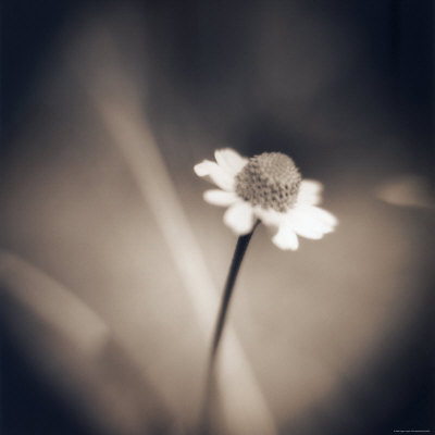Wild Daisy by Jennifer Shaw Pricing Limited Edition Print image