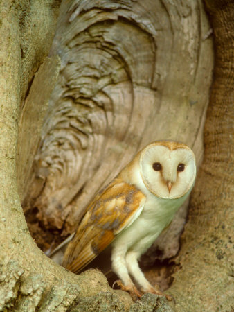 Barn Owl At Nest, Summer by David Boag Pricing Limited Edition Print image