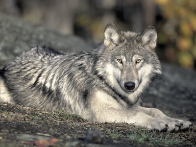 Female Timber Wolf Resting, Northern, Canada by Ralph Reinhold Pricing Limited Edition Print image