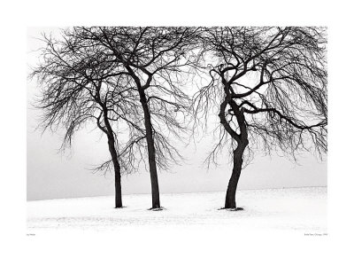 Brittle Trees, Chicago, C.1999 by Jay Wesler Pricing Limited Edition Print image