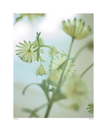 Windflower by Sandra Lane Pricing Limited Edition Print image