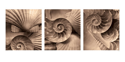 Nautili by Bruce Rae Pricing Limited Edition Print image