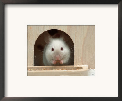 White Mouse In Hutch by Petra Wegner Pricing Limited Edition Print image
