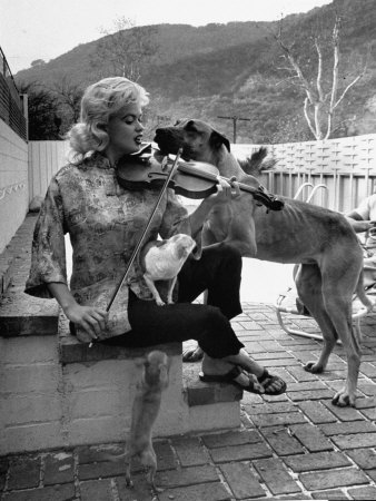 Actress Jayne Mansfield, Enjoying Some Fiddling With Dogs On Poolside Terrace Before Her Wedding by Ralph Crane Pricing Limited Edition Print image