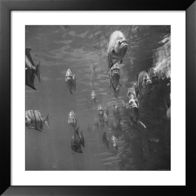 School Of Spadefish In Parade Formation by Fritz Goro Pricing Limited Edition Print image