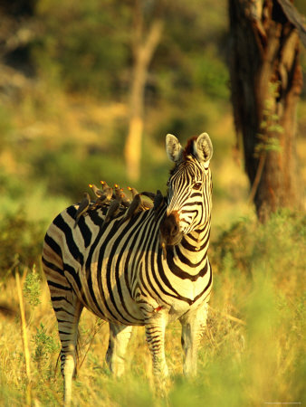 A Plains Zebra Stands Patiently In The Grass by Beverly Joubert Pricing Limited Edition Print image