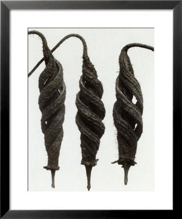 Cajophara Lateritia by Karl Blossfeldt Pricing Limited Edition Print image