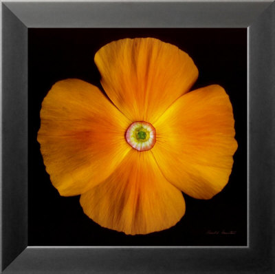 California Poppy by Harold Feinstein Pricing Limited Edition Print image