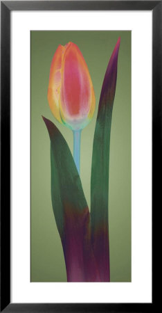 Tulip Chromatics Ii by Robert Mertens Pricing Limited Edition Print image