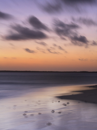 Ghost Crabs At Dusk On Kizingo Beach, Lamu Island, Kenya, East Africa, Africa by Lizzie Shepherd Pricing Limited Edition Print image