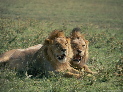 Two Male Lions In Chobe National Park by Beverly Joubert Pricing Limited Edition Print image