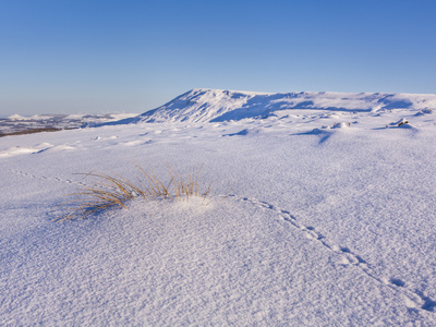 Grouse Tracks Across Deep Snow Above The Cleveland Way On The North Yorkshire Moors, With Roseberry by Lizzie Shepherd Pricing Limited Edition Print image