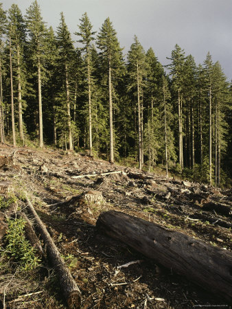 Line Of Trees Exposed By Clear Cutting by Stephen Sharnoff Pricing Limited Edition Print image