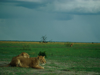 African Lions Patiently Wait For Their Next Meal To Come Along by Beverly Joubert Pricing Limited Edition Print image