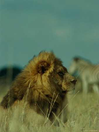 A Male African Lion Proudly Surveys His Kingdom by Beverly Joubert Pricing Limited Edition Print image