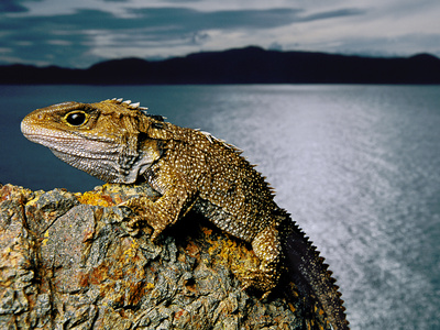 Tuatara, North Brother Island, New Zealand by Frans Lanting Pricing Limited Edition Print image