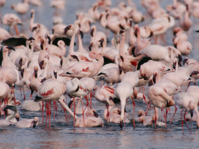 Lesser Flamingos Gathered On The Chobe River by Beverly Joubert Pricing Limited Edition Print image