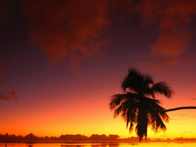 Coconut Palm In Sunset Silhouette At Aitutaki Lagoon, Aitutaki, Southern Group, Cook Islands by John Banagan Pricing Limited Edition Print image