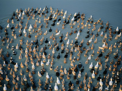 Ducks On The Water, Amarapura, Mandalay, Myanmar (Burma) by Bernard Napthine Pricing Limited Edition Print image