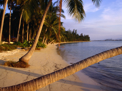 Palm Trees On Beach, Thailand by Joe Cummings Pricing Limited Edition Print image