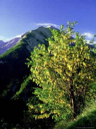 Wild Laburnum, Col Dallos Maritime Alps, France by Bob Gibbons Pricing Limited Edition Print image