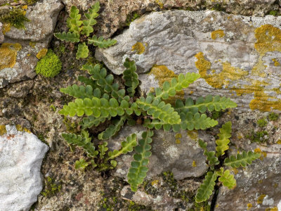 Rustyback Fern On Wall, Uk by Geoff Kidd Pricing Limited Edition Print image
