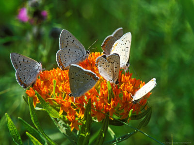 Grey Copper Butterflies, Feeding, Minnesota by David Boag Pricing Limited Edition Print image