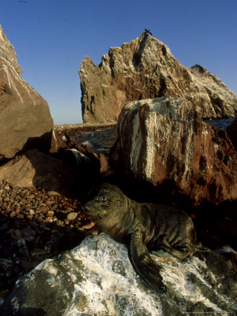 California Sea Lion, Pup, San Pedro Martir Island by Patricio Robles Gil Pricing Limited Edition Print image