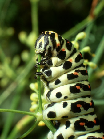 Swallowtail Butterfly, Larva Eating, Italy by Raymond Blythe Pricing Limited Edition Print image