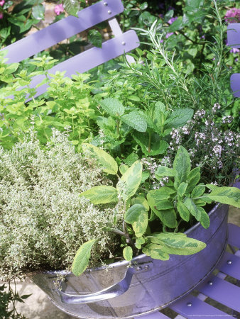 Herbs In Galvinised Tub On Blue Chair by Linda Burgess Pricing Limited Edition Print image