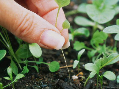 Hand Thinning Helianthus (Sunflower) Seedlings by Linda Burgess Pricing Limited Edition Print image