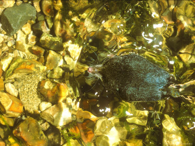 Water Shrew, Swimming On Surface by David Boag Pricing Limited Edition Print image