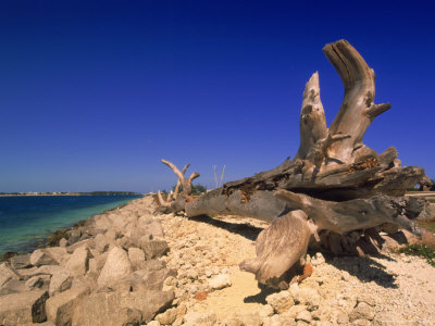 Driftwood On Beach by John Coletti Pricing Limited Edition Print image