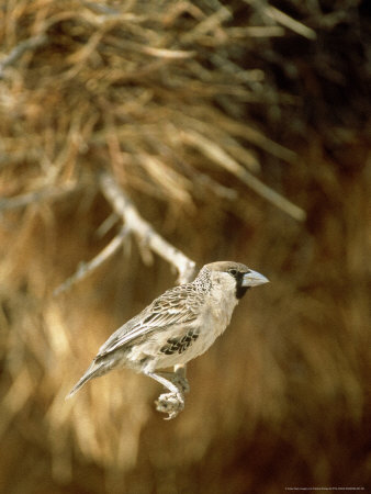 Sociable Weaver, Perching, Namibia by Patricio Robles Gil Pricing Limited Edition Print image