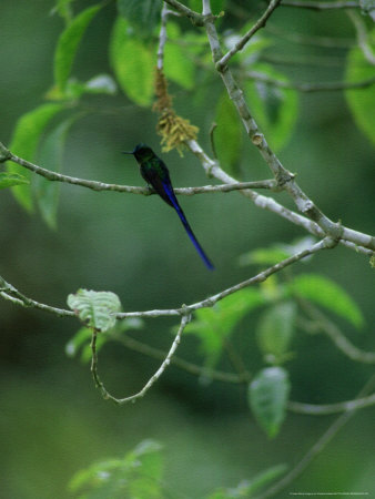 Violet-Tailed Sylphs, Perching, Colombia by Patricio Robles Gil Pricing Limited Edition Print image