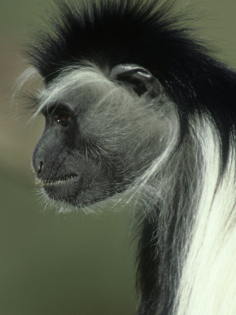 Black&White Colobus Monkey, Colobus Polykomos Africa by Brian Kenney Pricing Limited Edition Print image