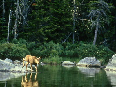 Moose, Calf Climbing Into Water, Usa by Brian Kenney Pricing Limited Edition Print image
