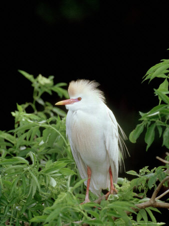 Cattle Egret, Breeding Plumage, Florida by Brian Kenney Pricing Limited Edition Print image