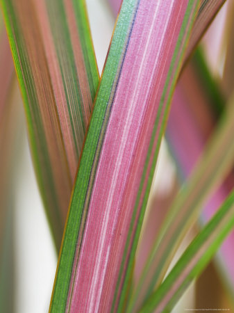 Phormium Jester, Close Up Of Leaves by Kidd Geoff Pricing Limited Edition Print image