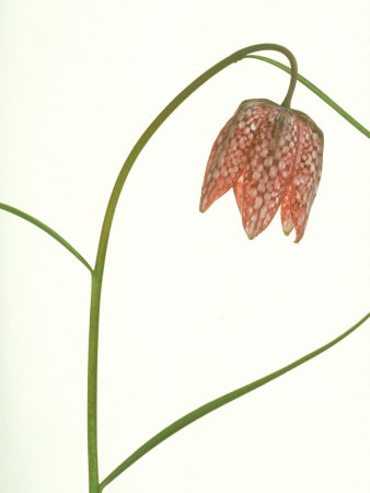 Fritillary, Flower by Niall Benvie Pricing Limited Edition Print image
