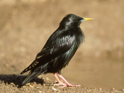 Spotless Starling, Adult, Spain by Carlos Sanchez Alonso Pricing Limited Edition Print image