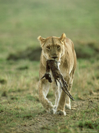 Lioness, Carrying Baby Thomsons Gazelle, Kenya by David W. Breed Pricing Limited Edition Print image